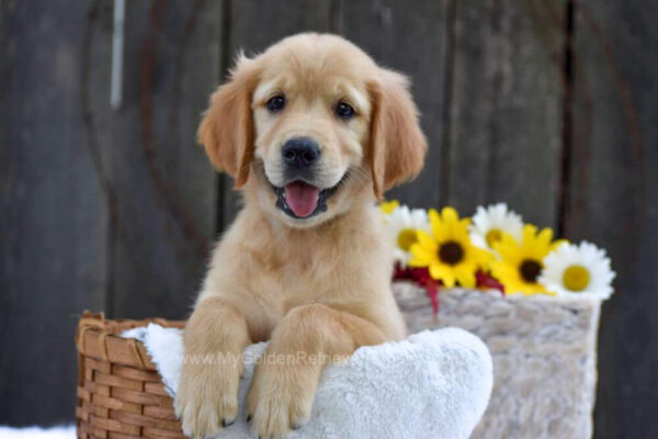 Image of Kinsley, a Golden Retriever puppy