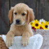 Image of Kinsley, a Golden Retriever puppy