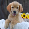 Image of Kinsley, a Golden Retriever puppy
