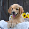 Image of Kinsley, a Golden Retriever puppy