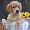 Image of Kinsley, a Golden Retriever puppy