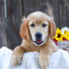 Image of Kiwi, a Golden Retriever puppy