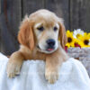 Image of Kiwi, a Golden Retriever puppy