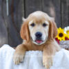 Image of Kiwi, a Golden Retriever puppy