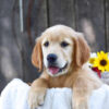Image of Kiwi, a Golden Retriever puppy