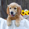 Image of Kiwi, a Golden Retriever puppy