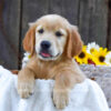 Image of Kiwi, a Golden Retriever puppy