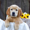 Image of Kiwi, a Golden Retriever puppy