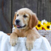 Image of Kiwi, a Golden Retriever puppy