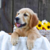 Image of Kiwi, a Golden Retriever puppy