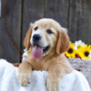 Image of Kiwi, a Golden Retriever puppy