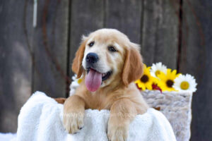 Image of Kiwi, a Golden Retriever puppy