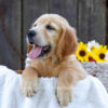 Image of Kiwi, a Golden Retriever puppy