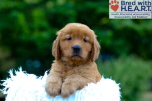 Image of Kody, a Golden Retriever puppy