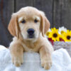 Image of Koral, a Golden Retriever puppy
