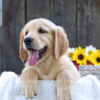 Image of Koral, a Golden Retriever puppy