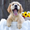 Image of Koral, a Golden Retriever puppy