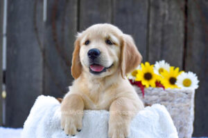 Image of Koral, a Golden Retriever puppy