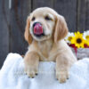 Image of Koral, a Golden Retriever puppy