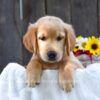 Image of Kyra, a Golden Retriever puppy