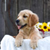 Image of Kyra, a Golden Retriever puppy