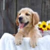 Image of Kyra, a Golden Retriever puppy