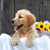 Image of Kyra, a Golden Retriever puppy