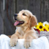 Image of Kyra, a Golden Retriever puppy