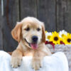 Image of Kyra, a Golden Retriever puppy