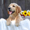 Image of Kyra, a Golden Retriever puppy