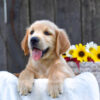 Image of Kyra, a Golden Retriever puppy