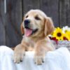 Image of Kyra, a Golden Retriever puppy
