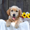 Image of Kyra, a Golden Retriever puppy