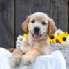 Image of Kyra, a Golden Retriever puppy