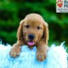 Image of Lance, a Golden Retriever puppy