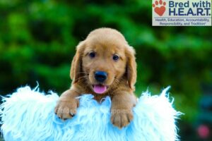 Image of Lance, a Golden Retriever puppy