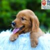 Image of Lance, a Golden Retriever puppy