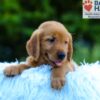 Image of Lance, a Golden Retriever puppy