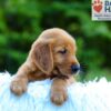 Image of Lance, a Golden Retriever puppy