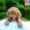 Image of Lance, a Golden Retriever puppy