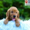 Image of Lance, a Golden Retriever puppy