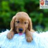 Image of Lance, a Golden Retriever puppy