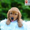 Image of Lance, a Golden Retriever puppy