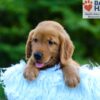 Image of Lance, a Golden Retriever puppy