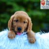 Image of Lance, a Golden Retriever puppy