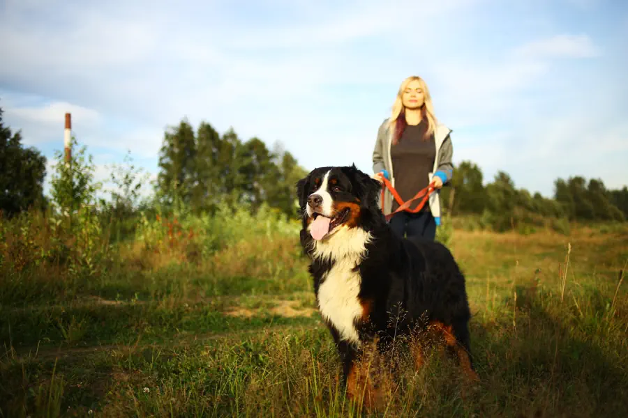 Large Beginner Friendly breed- Bernese Mountain Dog