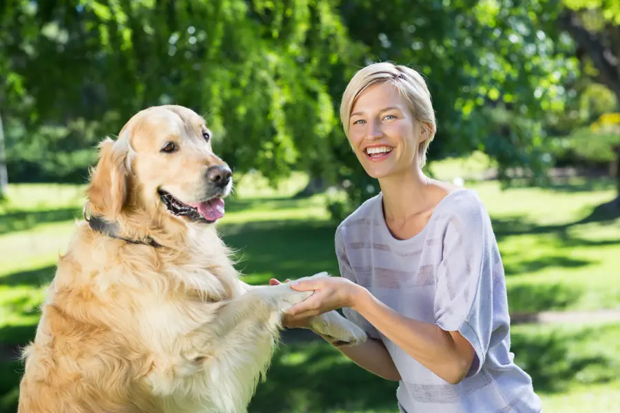 Large Beginner Friendly breed- Golden Retriever