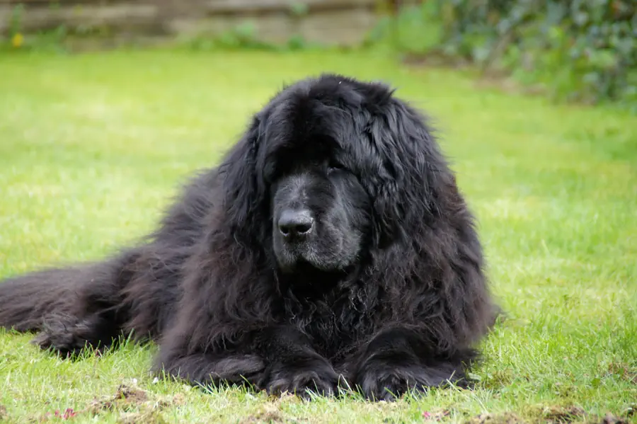 Large Beginner Friendly breed- Newfoundland