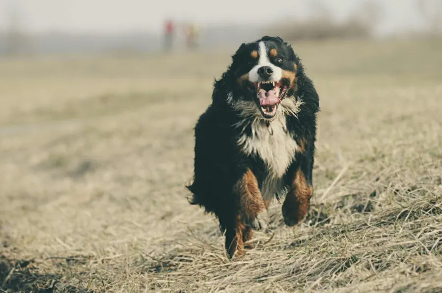 Large Friendly Dog Breeds- Bernese Mountain Dog