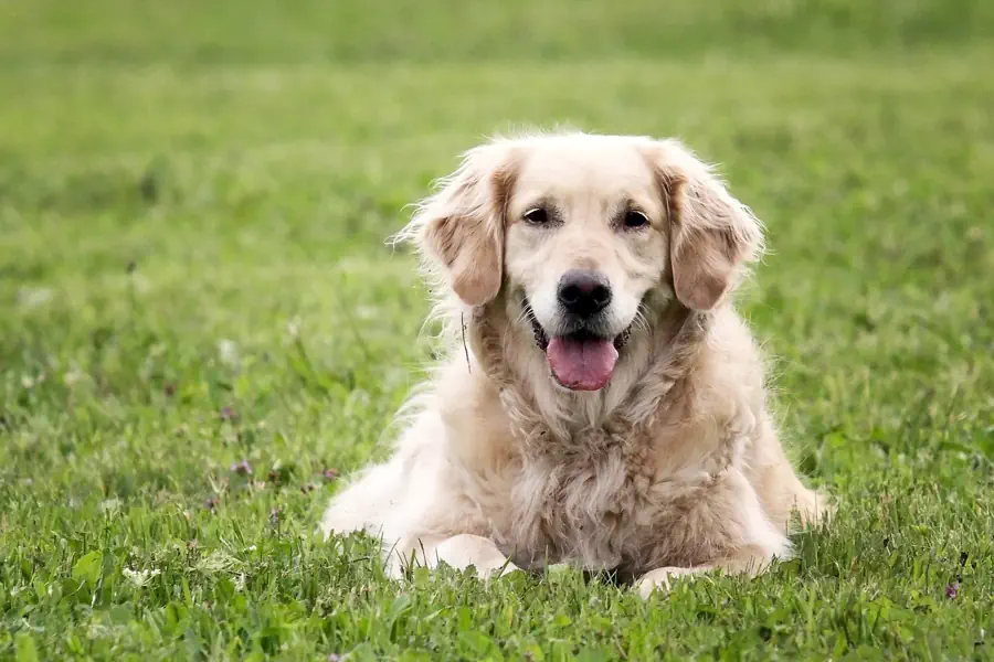 Large Friendly Dog Breeds- Golden Retriever